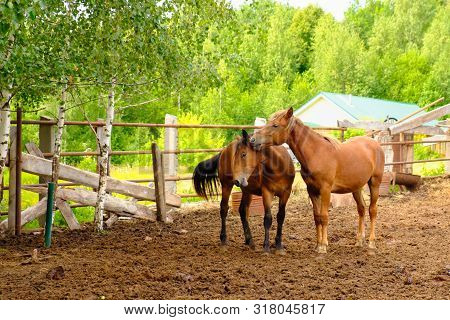 A Pair Of Horses In Love Graze On Nature In The Summer In The Corral