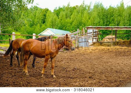 A Pair Of Brown Horses Stand Next To Each Other In The Summer Outdoors