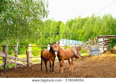A Pair Of Brown Horses Stand Next To Each Other In The Summer Outdoors