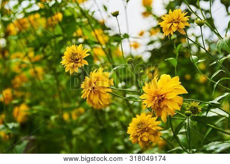 Rudbeckia Laciniata Yellow Flowers In The Garden. Background With Colors.