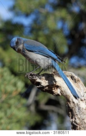 Scrub Jay