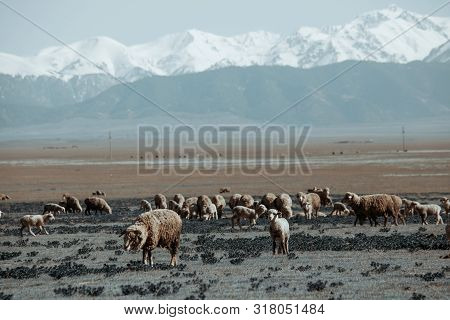 Sheeps Pasture In Field With Snowy Mountains