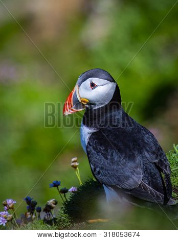 Puffin On Saltee Island, Ireland. With Blurred Background And Copy Space