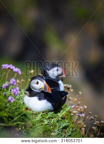 Pair Of Puffins On Saltee Island, Ireland. With Blurred Background And Copy Space