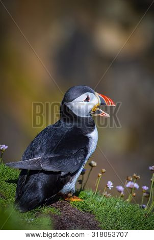 Puffin On Saltee Island, Ireland. With Blurred Background And Copy Space