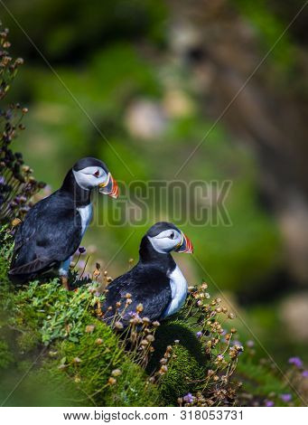 Pair Of Puffins On Saltee Island, Ireland. With Blurred Background And Copy Space