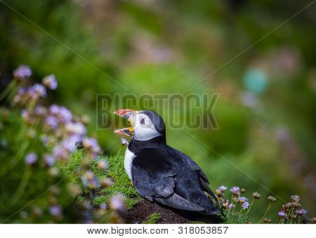 Puffin On Saltee Island, Ireland. With Blurred Background And Copy Space.