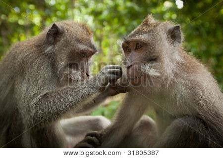 Two monkeys