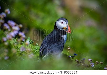 Puffin On Saltee Island, Ireland. With Blurred Background And Copy Space.