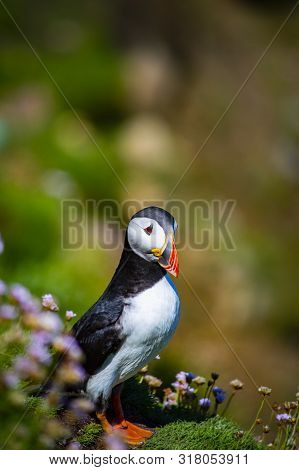 Puffin On Saltee Island, Ireland. With Blurred Background And Copy Space.