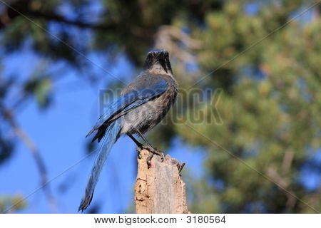 Scrub Jay