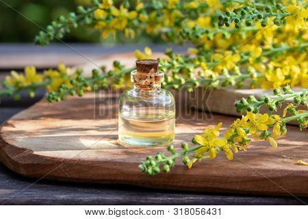 A Bottle Of Essential Oil With Fresh Blooming Agrimony Twigs