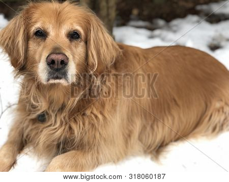 Large Dog With Long Brown Hair, Laying In Snow, In The Winter, Looking At Viewer