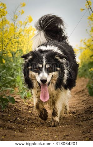 Border Collie Is Running In Yellow Colza. He Is Running For His Breader