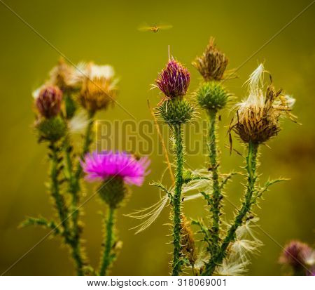 Seeds On Thistle Flowers.fading Thistle With Fluffy Seeds And A Fly Flying Over It