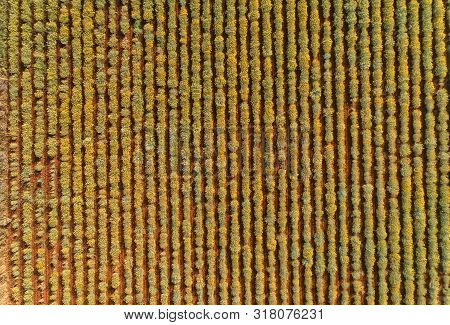 Drone View Of The Growing A Medicinal Herbs, Immortelle Field Near Oklaj In Croatia