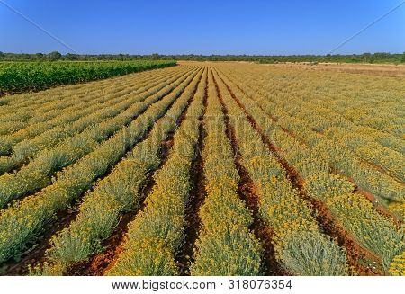 Drone View Of The Growing A Medicinal Herbs, Immortelle Field Near Oklaj In Croatia