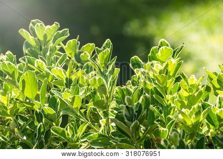 Green Leaves With White Edges Lit By The Setting Sun. Green Leaves Background.
