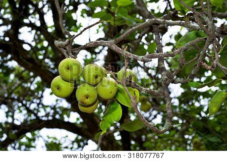 A Bunch Of Fresh Tasty Pears Hanging On Tree