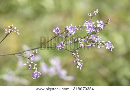Summer Natural Macro Floral Background Of Perennial Limonium Pectinatum