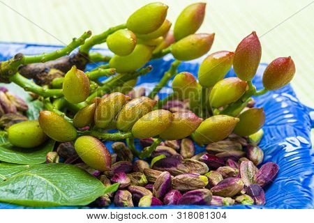 Emerald Green Pistachios Nuts From Town Bronte, Located On Slopes Of Mt. Etna, Sicily, Italy Regiona