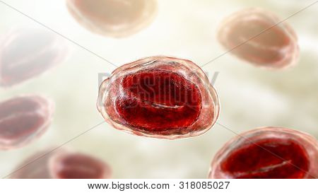 Eggs Of Helminths Enterobius Vermicularis Containing Worm Larva. Threadworm Which Cause Enterobiasis