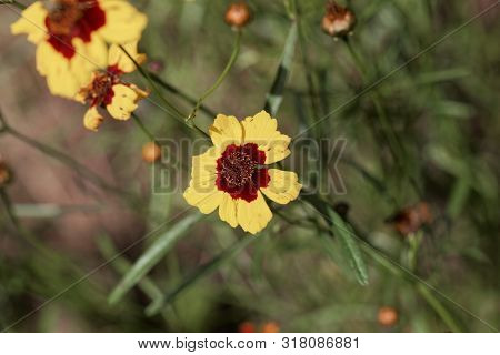 Plains Coreopsis, Coreopsis Tinctoria,