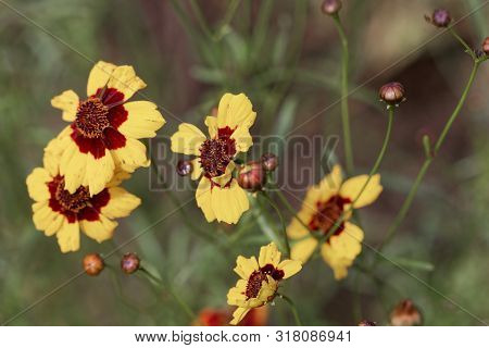 Plains Coreopsis, Coreopsis Tinctoria,