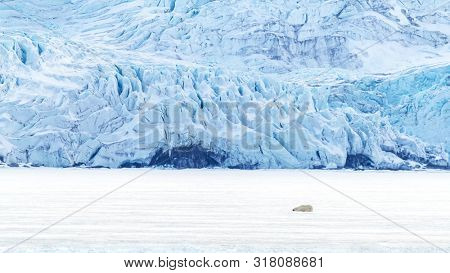 Polar bear, Ursus maritimus, sleeps on the fast ice of Svalabard. It is dwarfed by the Nordenskiold blue glacier in the background.