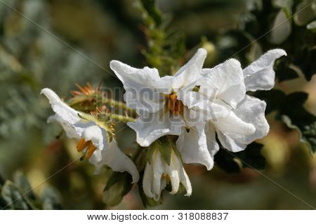 Flower Of  Of A Sticky Nightshade, Solanum Sisymbriifolium,