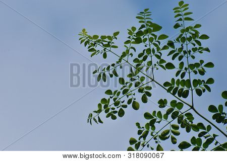 Moringo Tree Leaves Picture With Sky Background.