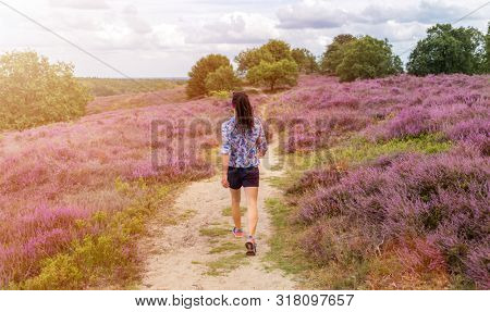 A female hiking along heather covered hills, Hoge Veluwe, Netherlands