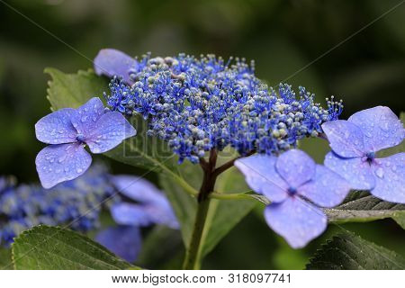 Hydrangea Macrophylla F.normalis In Kamakura, Kanagawa, Japan (one Purple Flower)