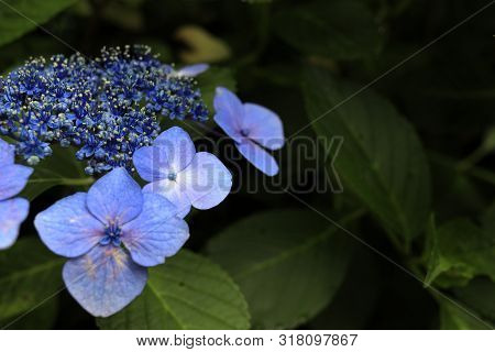 Hydrangea Macrophylla F.normalis In Kamakura, Kanagawa, Japan (one Purple Flower)