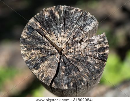 The Butt Of An Old Sawn Tree With Cracks In Day
