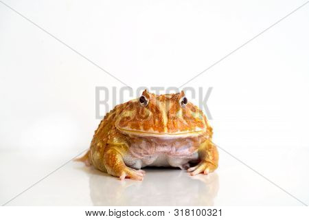 Albino Ceratophrys Cranwelli Frog On White Background With Reflection