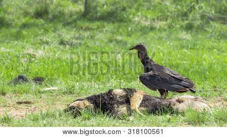 Vulture, Black Vulture (coragyps Atratus) On A Dead Dog.