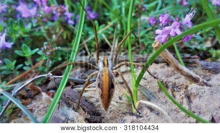 Nursery Web Spider Pisaura Mirabilis (pisauridae) On Forest Floor