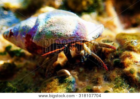 Underwater Photo Of Mediterranean Hermit Crab - Clibanarius Erythropus
