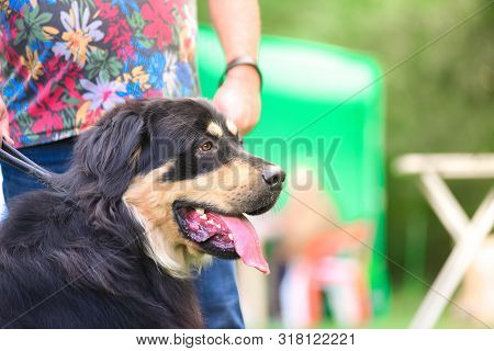 Well. Buryat-mongolian Wolfhound. Dog On A Leash In The Park. Portrait.