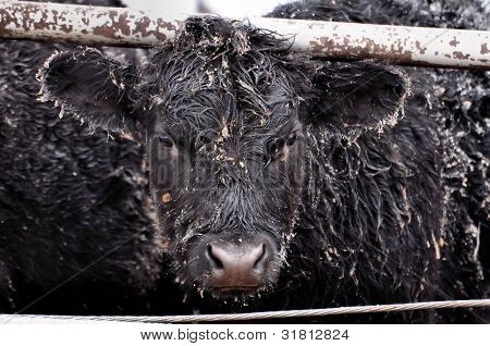 Vache