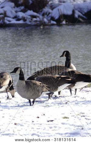 Family Of Geese Play In The Cold Snow