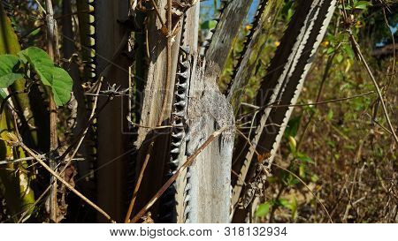 Dwarf Palmetto, A Plant With Sharp Thorns That Usually Grows In The Tropics. The Picture Is Suitable