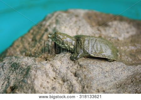 The Small Soft Shelled Turtle  On The Rock.