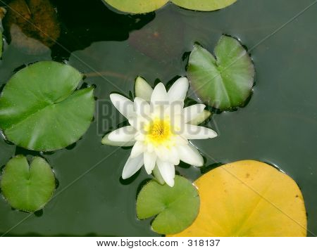 Weiße Seerose