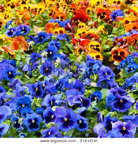 Viola tricolor maceška, záhonu