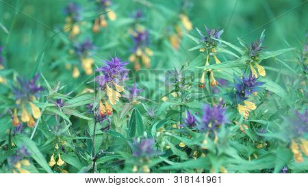 Wood Cow Wheat. Stock Footage. Beautiful Bright Flowers Growing With Blue And Yellow Bud Called Ivan