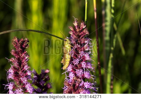 The Red-legged Grasshopper (melanoplus Femurrubrum) On  Meadow