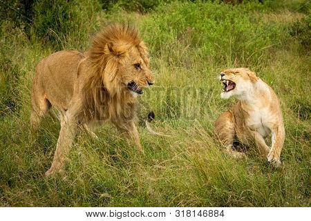Lioness Roars At Male Lion After Mating