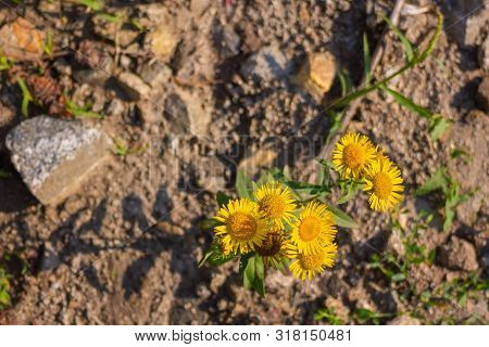Elecampane, Meadow Yellow Flower On The Side Of The Road.